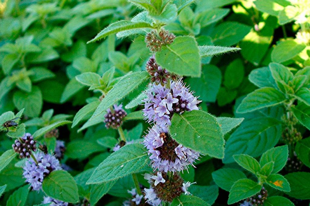 5 аргументов в пользу чая с мятой для здоровья женщины (+рецепты)