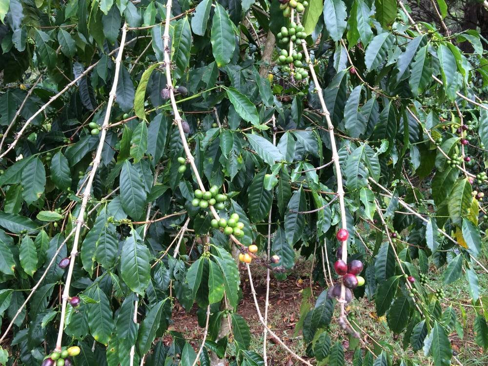 Характеристика арабика Мундо Ново (Mundo Novo)