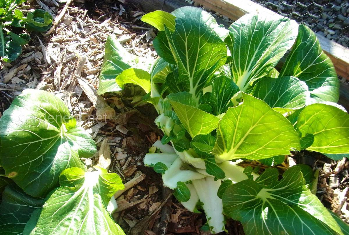 Чайные традиции Узбекистана, или как готовить чай по-узбекски