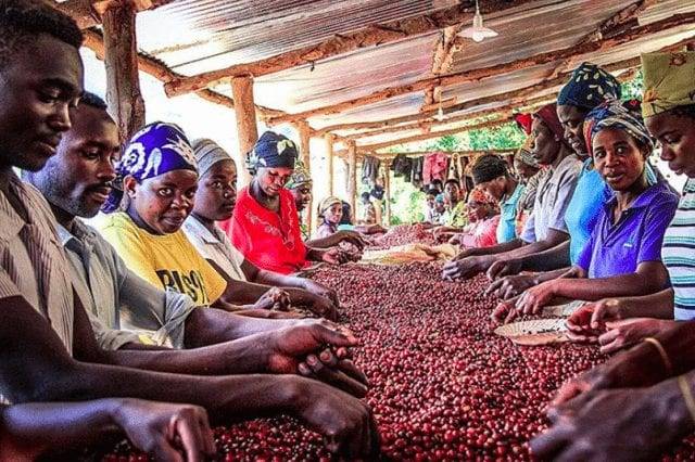 Характеристика кофе из Руанды