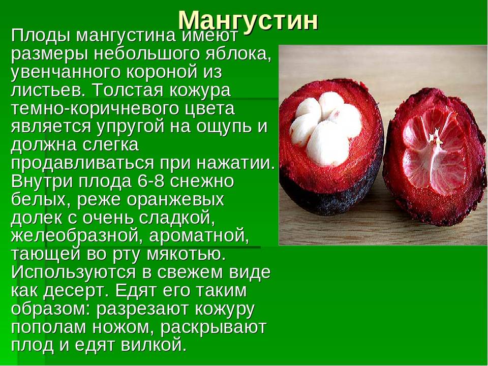 Мангустин - польза и вред, состав, калорийность. как едят мангустин, как принимать для похудения. как вырастить мангустин дома