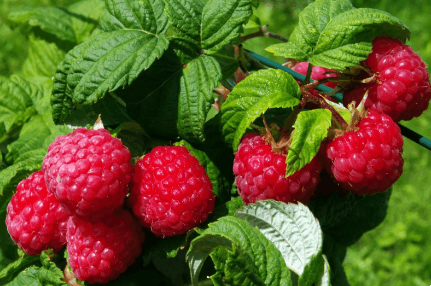 Рецепты морса из малины и особенности его приготовления