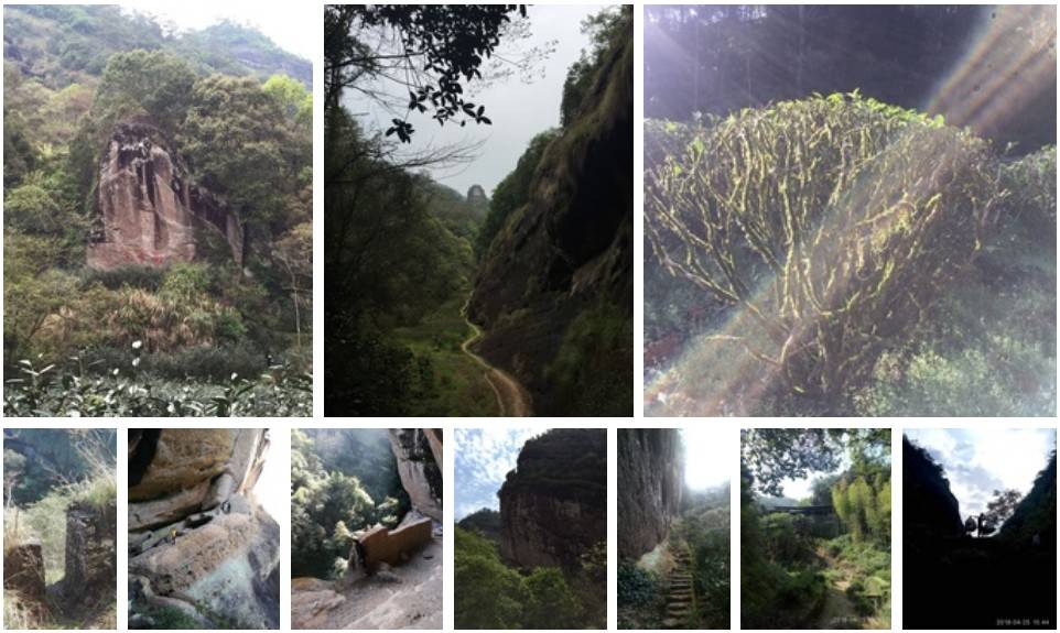 Чай Те Ло Хань (Железный Архат) – наслаждение «утесной» мелодией