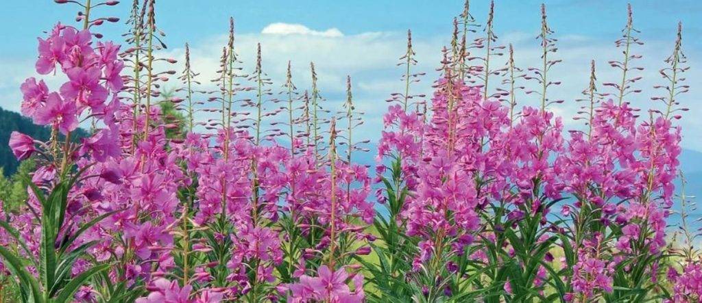 Иван-чай при диабете 1 и 2 типа: польза и противопоказания