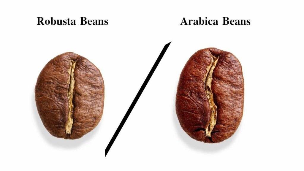 Арабика и робуста — два основных сорта кофе
