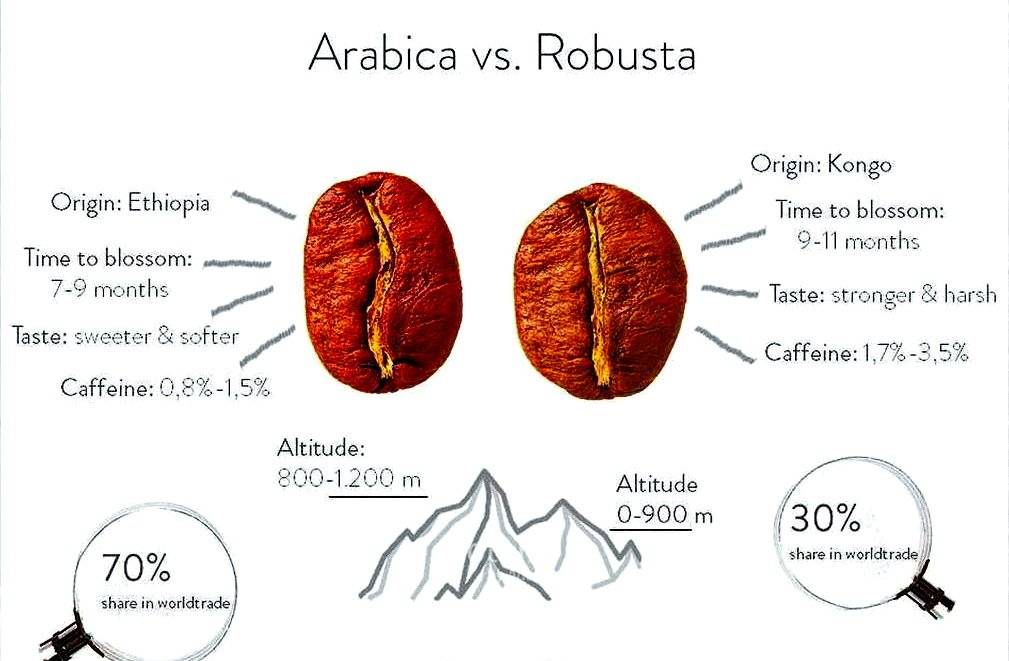 Сорт робуста кофе. химический состав арабики и робусты | здоровье человека
