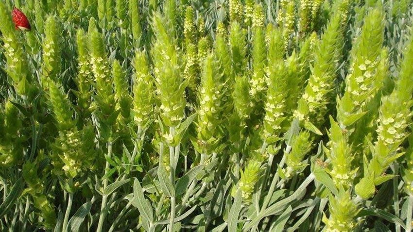 Приготовление и свойства мурсальского чая – редкого напитка из Болгарии