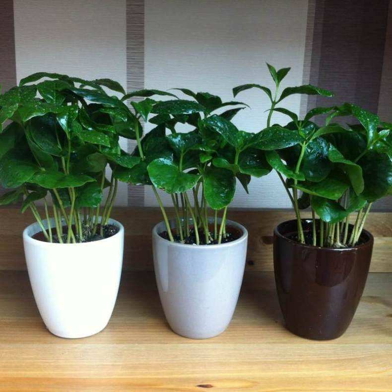 Кофейное дерево в домашних условиях: выращивание и уход