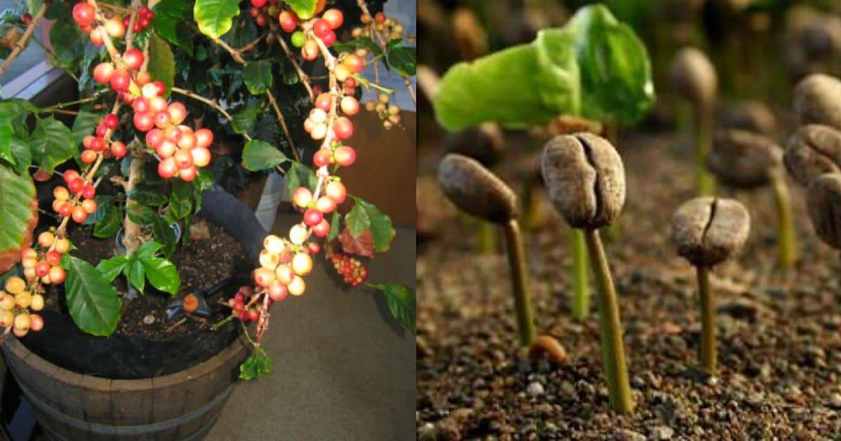 Кофейное дерево: уход в домашних условиях, пересадка и размножение