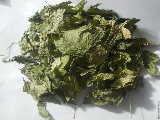 Ферментация листьев смородины для чая в домашних условиях с фото пошагово • siniy-chay.ru
