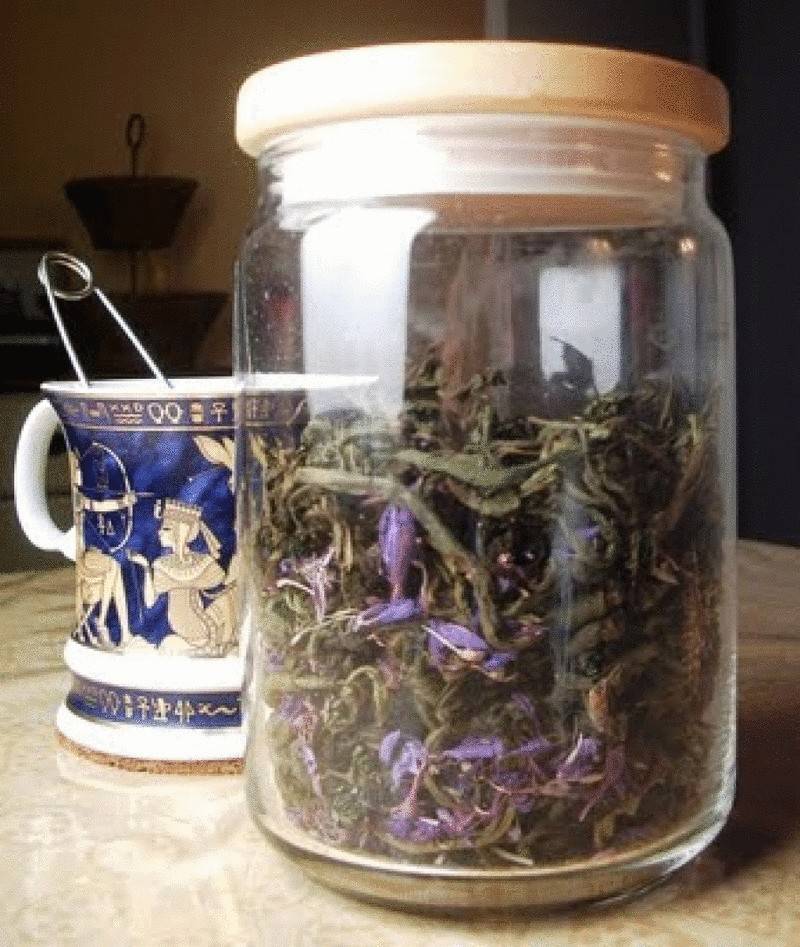 5 способов заготовки мелиссы на зиму: как сушить для чая в домашних условиях, особенности сбора и хранения