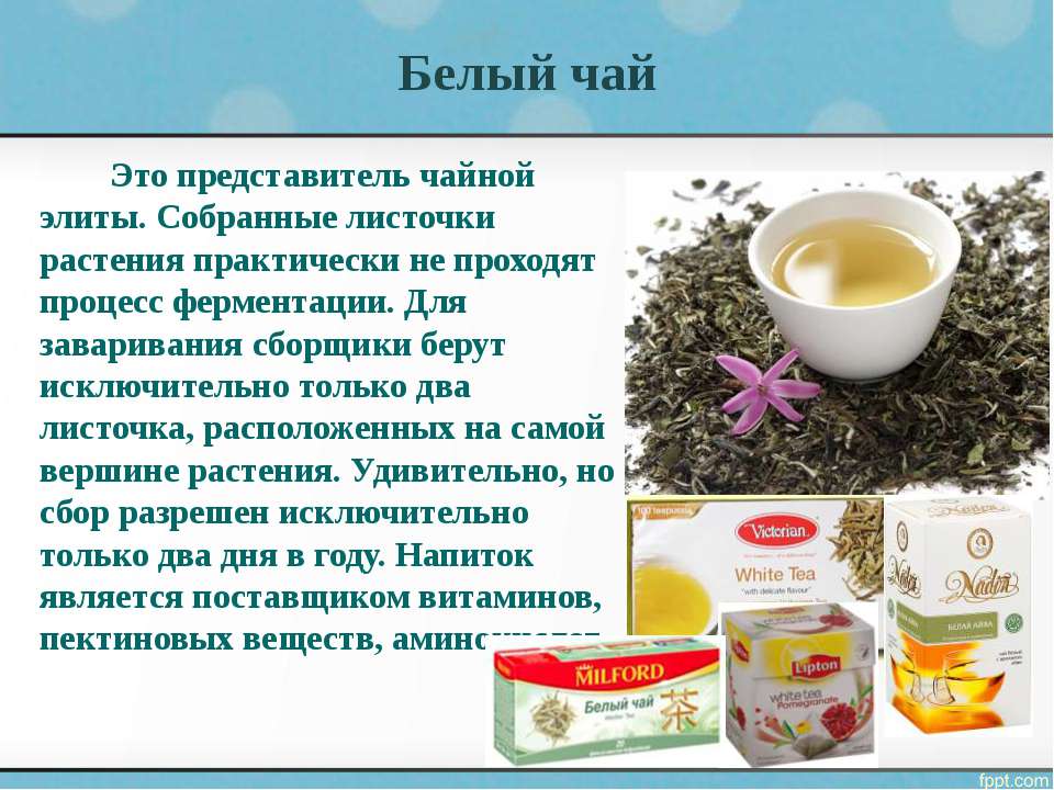 Белый чай: польза и вред. как заваривать белый чай белый чай: польза и вред, виды, правила хранения, заваривания и питья
