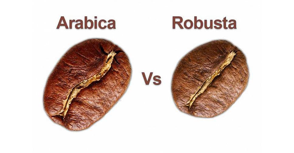 Кофе арабика: различия с робустой, что лучше