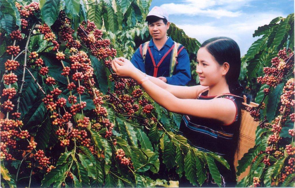 Факты о кофе: страны-производители и страны-экспортеры
