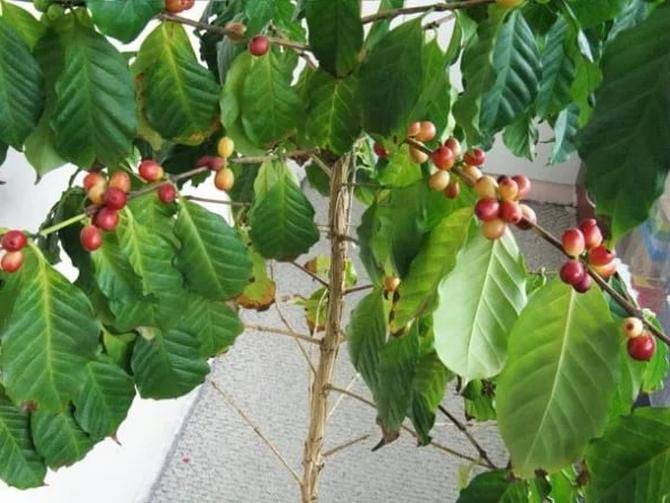 Кофейное дерево: описание, выращивание, уход
