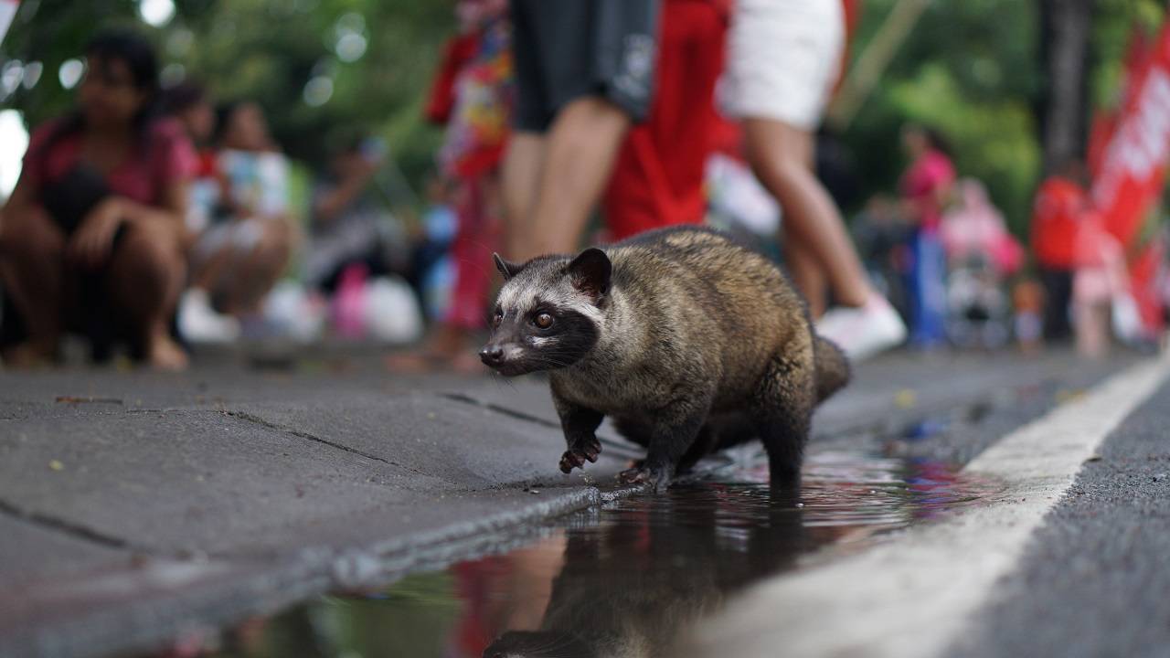 Лювак — самый дорогой и необычный кофе