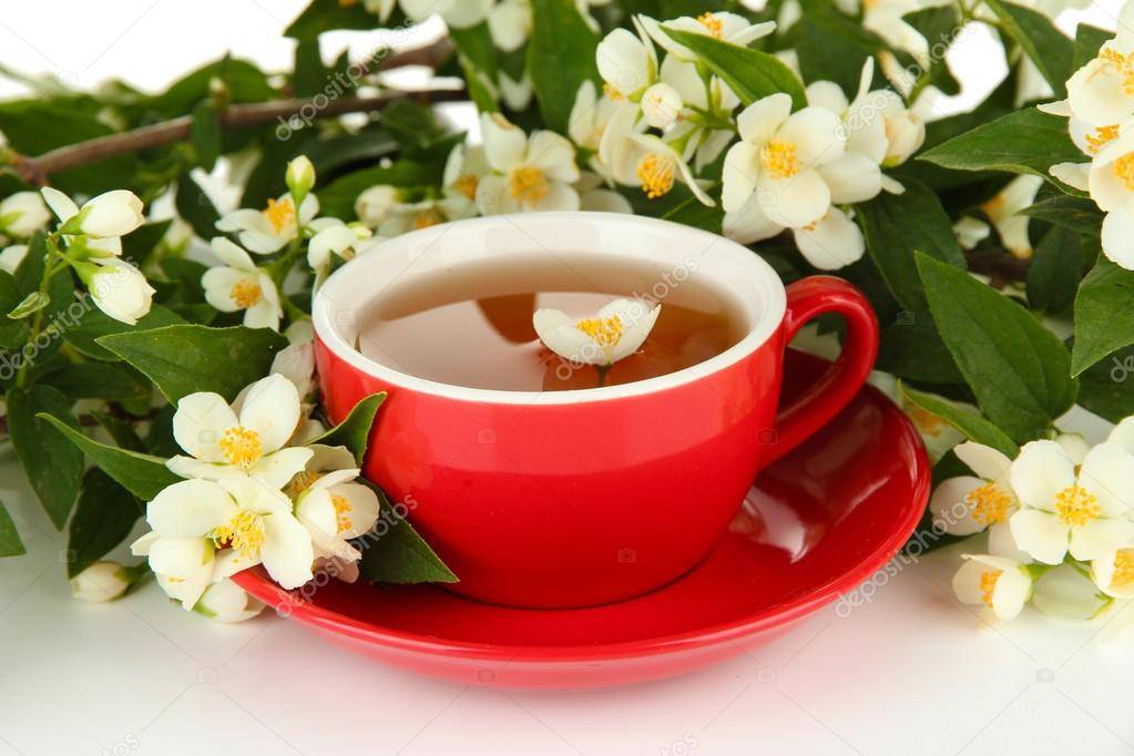 Зелёный чай с жасмином: польза, вред и противопоказания для женщин и мужчин, как правильно заваривать