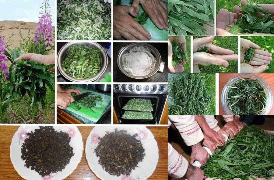 Как собирать и правильно сушить иван-чай в домашних условиях: основные методы сушки и ферментации