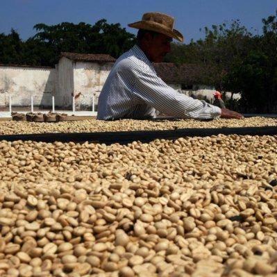Особенности выращивания кофе: условия для роста и страны-экспортеры