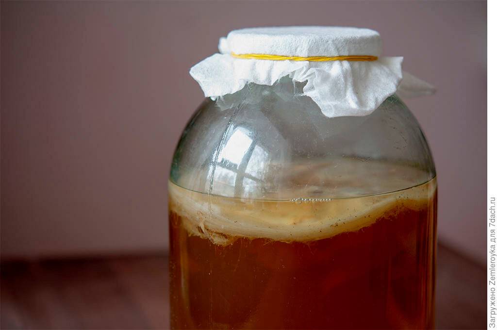 Комбуча (чайный гриб) | польза и рецепт приготовления напитка в домашних условиях