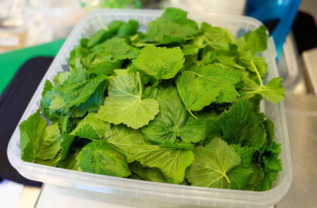 Как правильно сделать ферментацию листьев смородины дома?