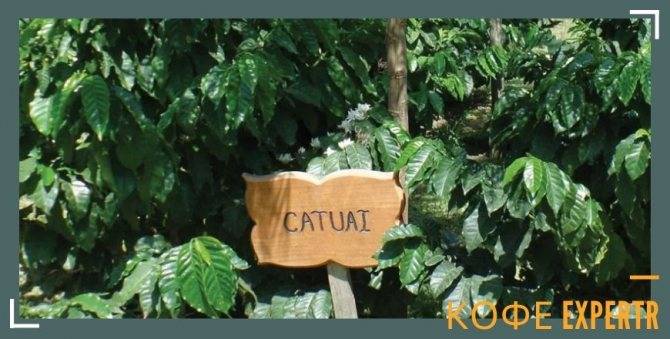 Характеристика арабики Катуаи (Catuai)