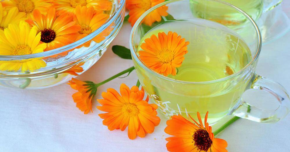 Как правильно собирать и сушить цветки календулы