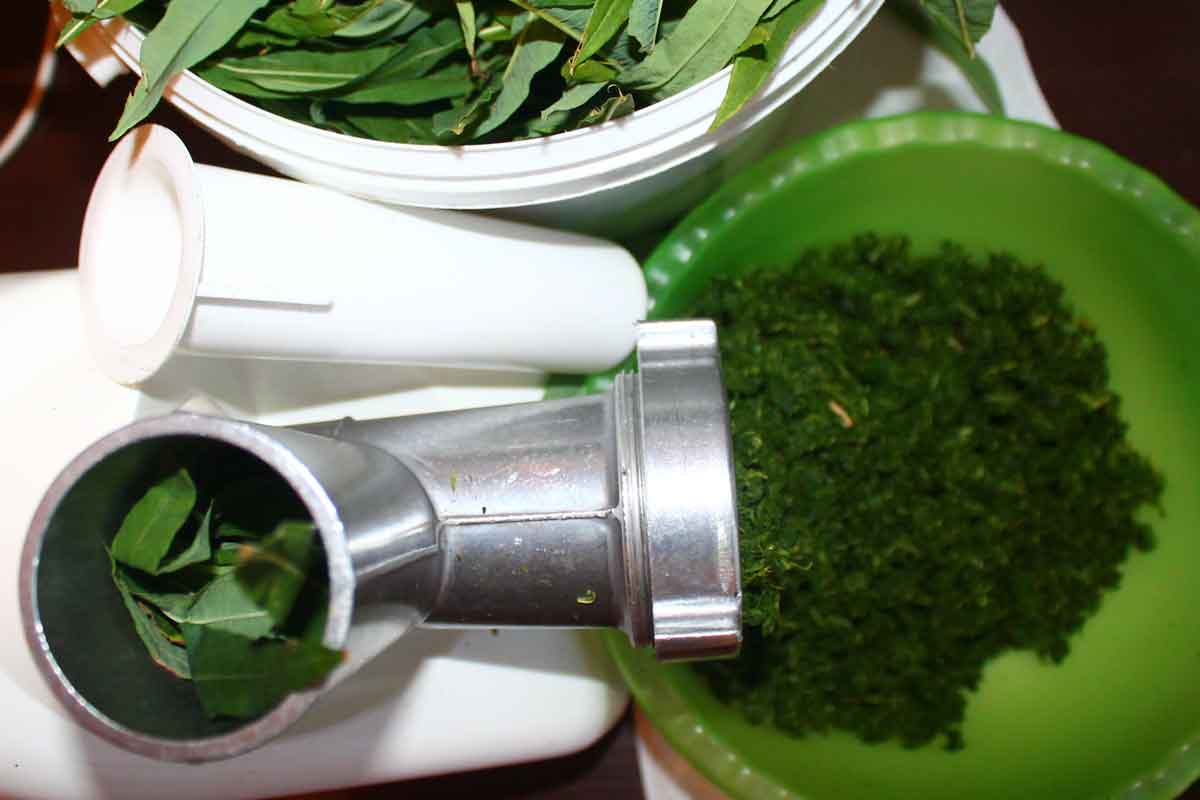 4 способа ферментации Иван-чая в домашних условиях