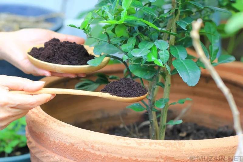 Кофейная гуща как удобрение для огорода: для каких растений и методы применения