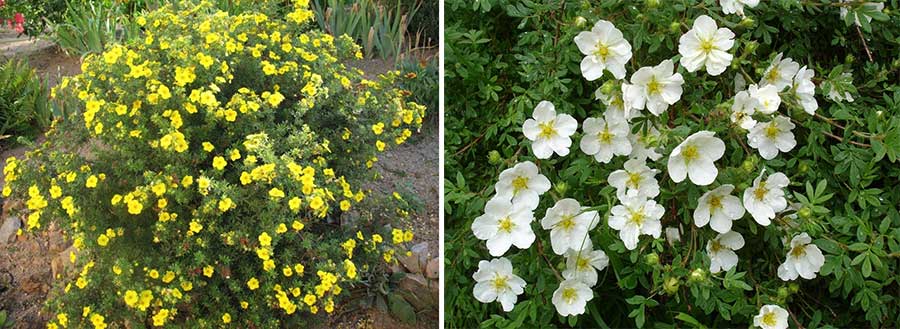 5 полезных свойств чая Бай Хао Инь Чжень