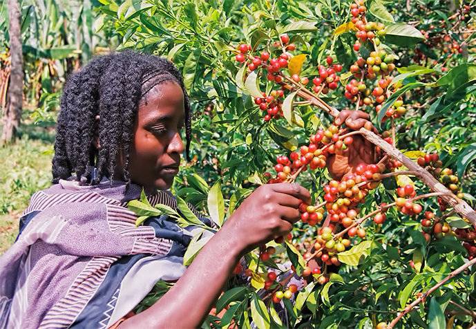 Кофе производства кения, особенности, сорта, рецепты
