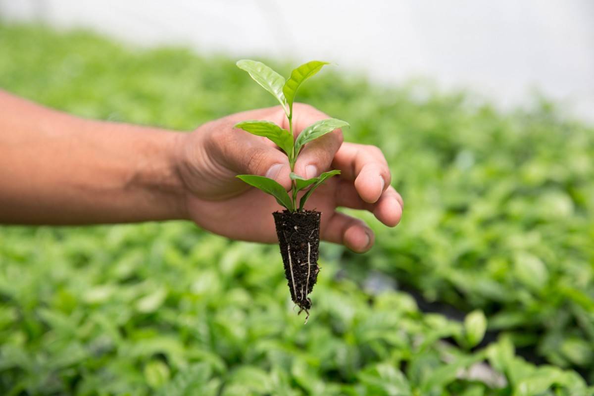 Сорт кофе марагоджип – классификация и способ приготовления