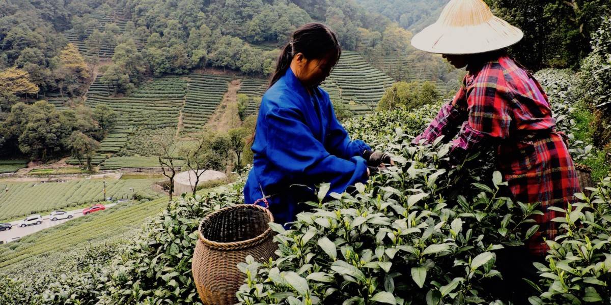 Уйгурский чай