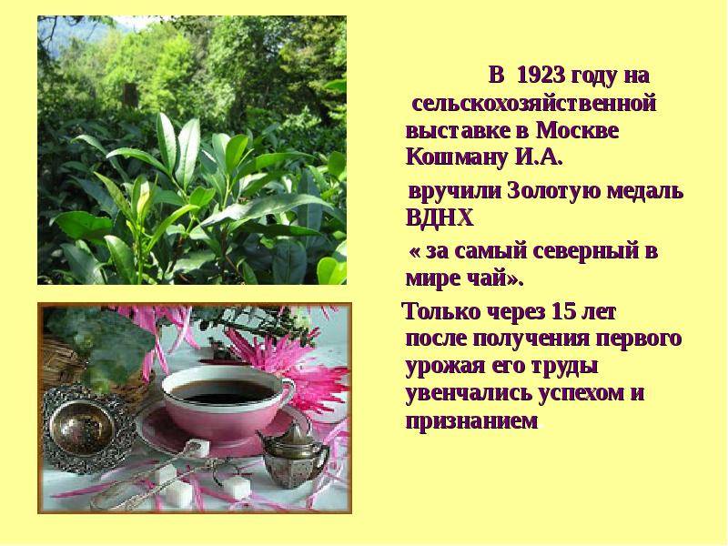 Уже более 10 лет в краснодарском крае выращивают чай