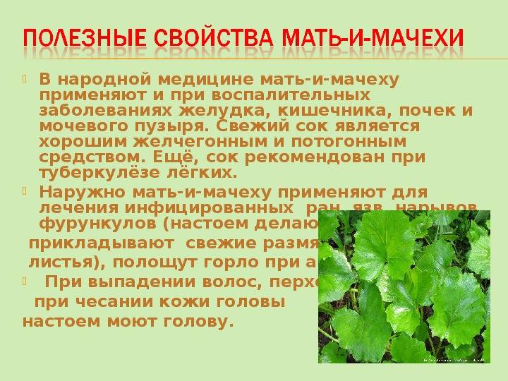Мать-и-мачеха - лечебные свойства и противопоказания: инструкция по применению полезных цветов и листьев растения