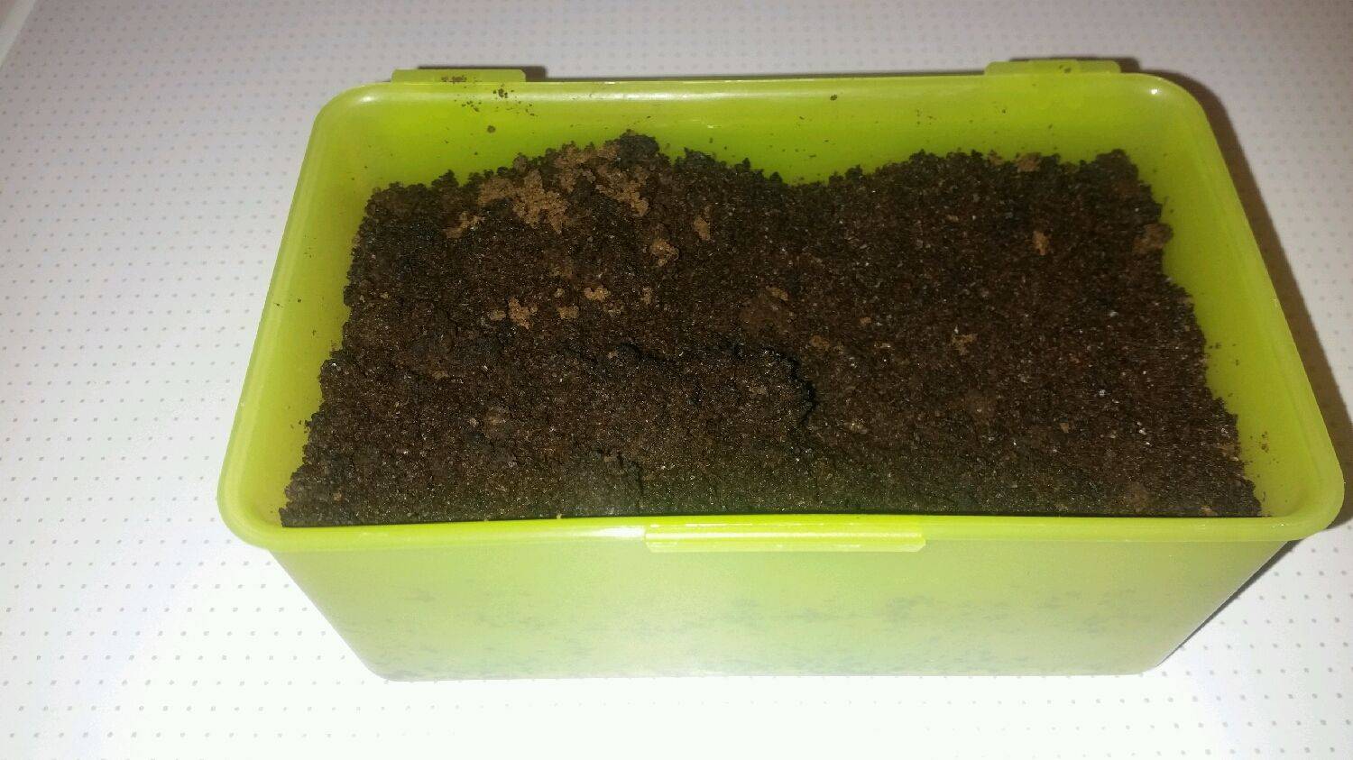 Применение спитого кофе как удобрения для комнатных цветов и огорода