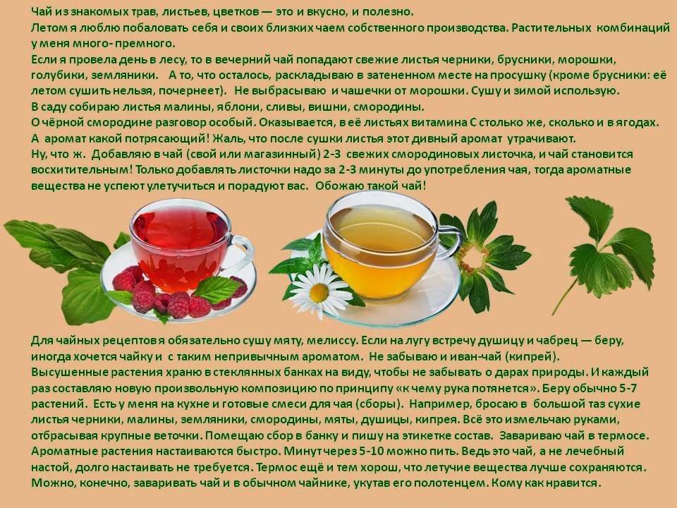 Ягодный чай: рецепты для домашнего приготовления