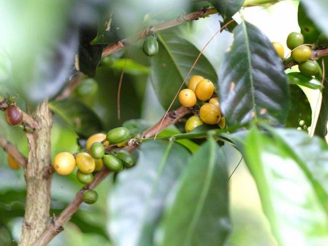 Кофе арабика (arabica): особенности, лучшие сорта, полезные свойства, вкусовые качества и отличие от робусты