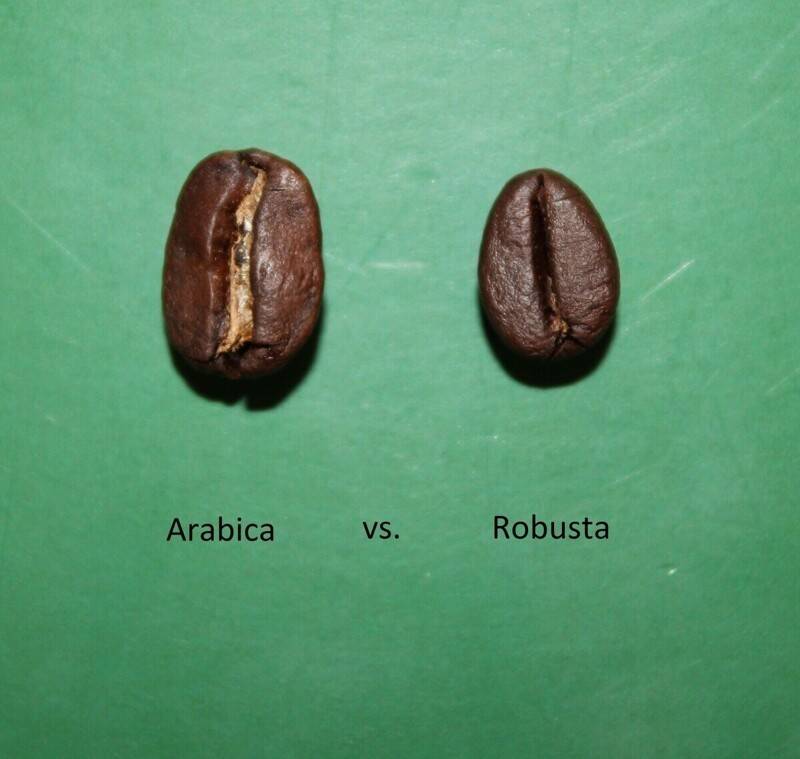 Какой сорт лучше: робуста или арабика?