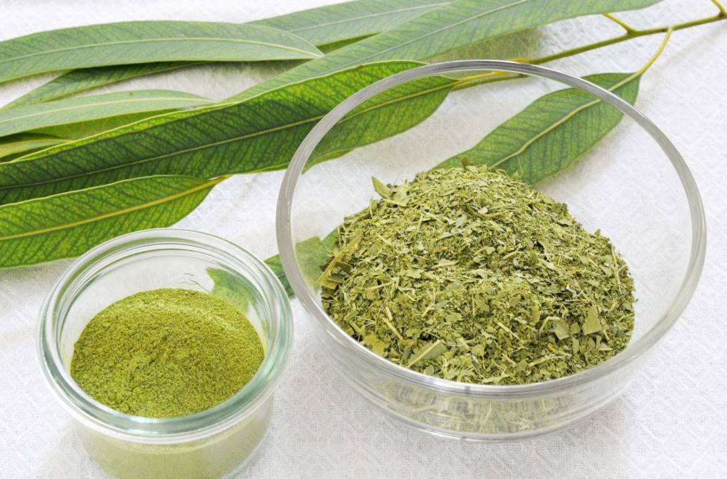 Чай из листьев эвкалипта