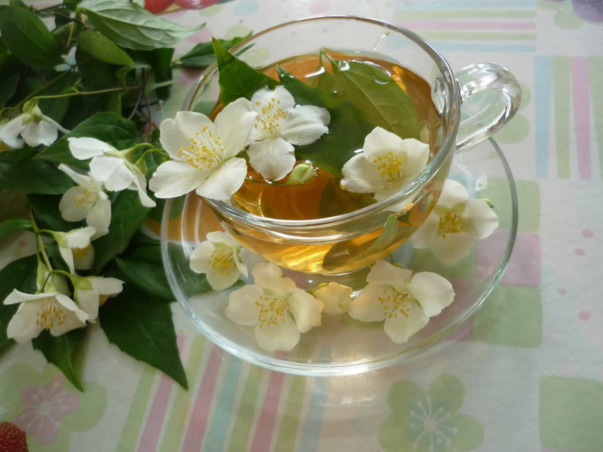 Рецепт зеленого чая с жасмином с максимальной пользой