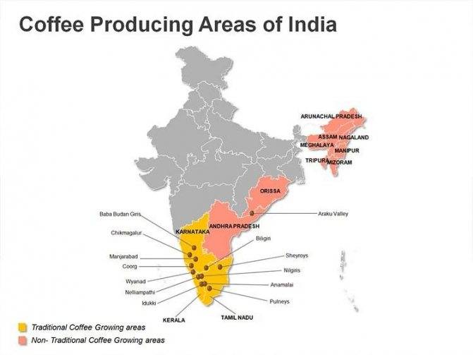 Особенности индийского кофе