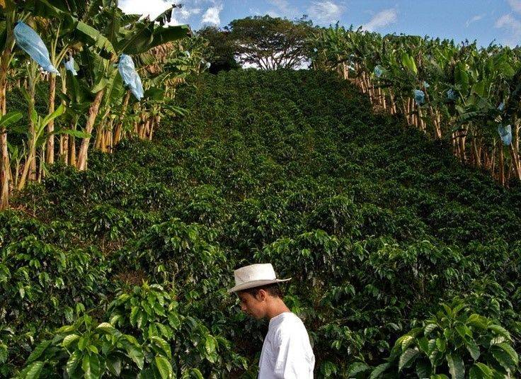 Кофе из сальвадора: характеристики, виды и сорта, регионы