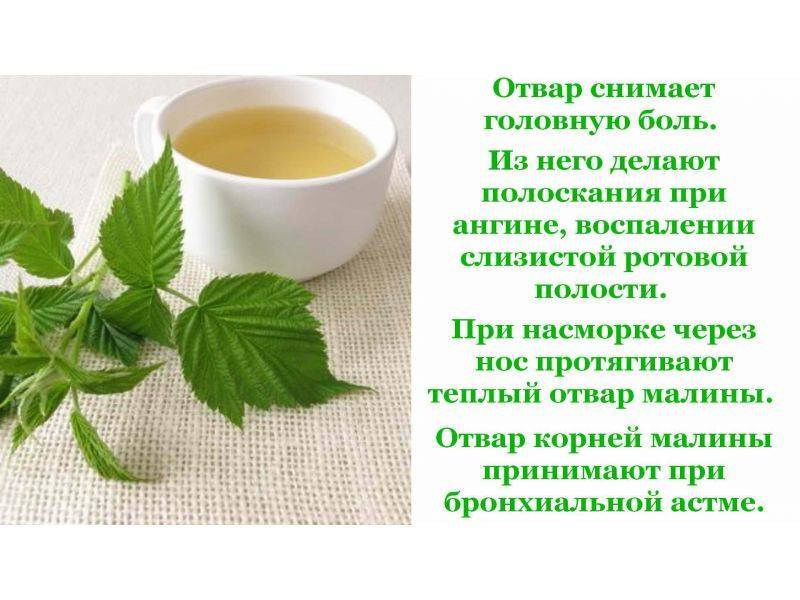 Чем полезен чай из листьев малины