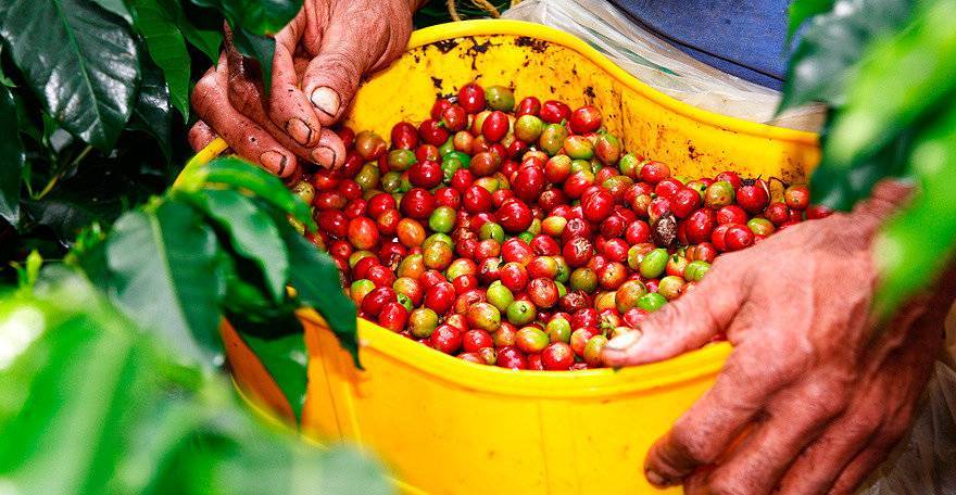 Кофе из бурунди: особенности, регионы, виды и сорта