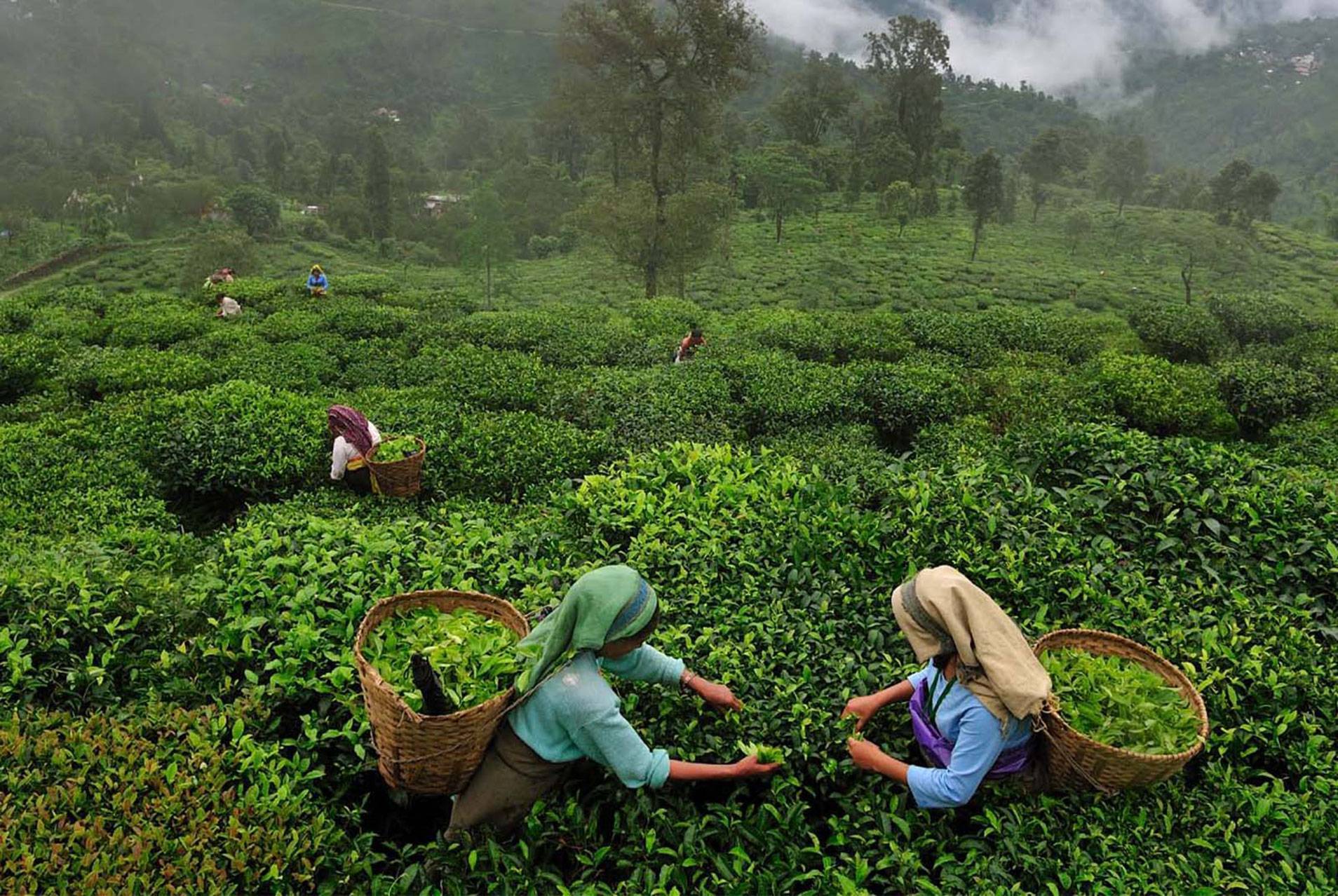 Индийский чай – виды и описание, где выращивают, как заварить и как выбрать