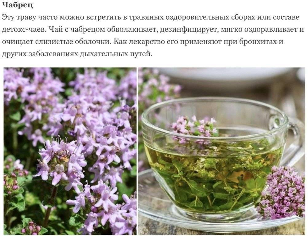 8 рецептов чая с шалфеем, после которых вы будете здоровы