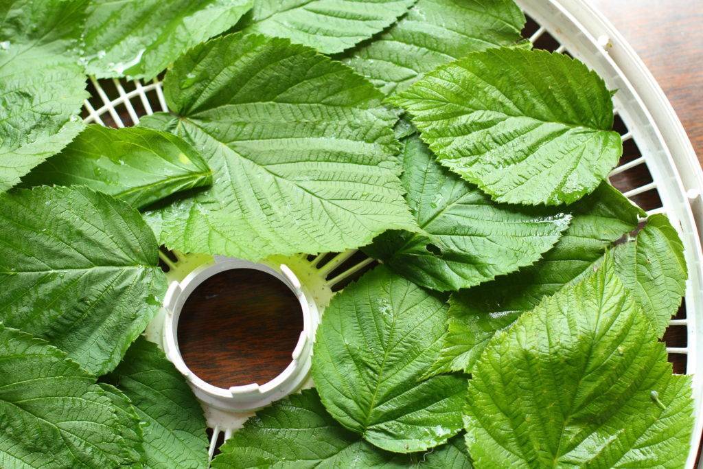 Чай из листьев малины: польза и вред, полезные свойства малиновых листьев