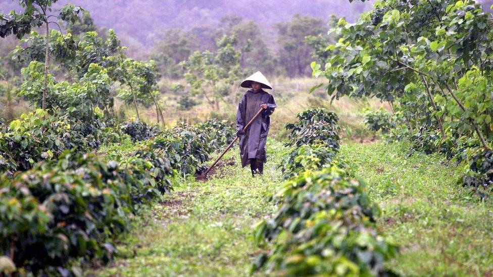 Где выращивают кофе? где растет кофе в мире?