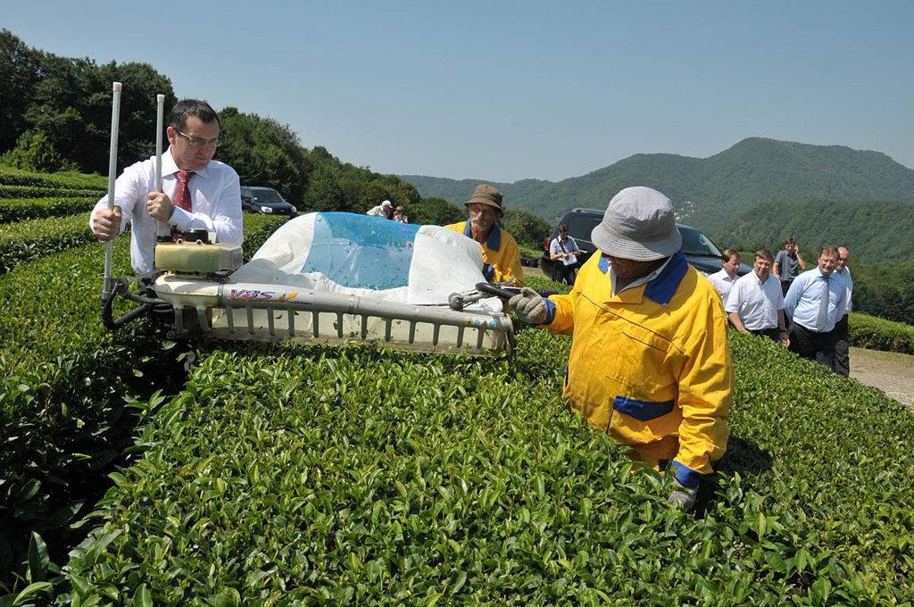 Уже более 10 лет в краснодарском крае выращивают чай - сад и огород